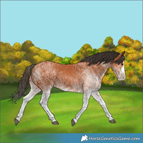 Horse Color:White Spotted Bay Splash  and White Spotted Bay Splash 
