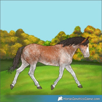Horse Color:White Spotted Bay Splash  and White Spotted Bay Splash 