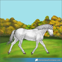 Horse Color:Gray White Spotted Black and Gray White Spotted Black