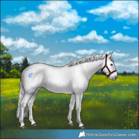 Horse Color:Gray White Spotted Black  and Gray White Spotted Black 