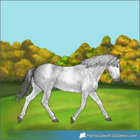 Horse Color:Gray White Spotted Black and Gray White Spotted Black
