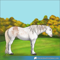 Horse Color:White Spotted Chestnut Splash  and White Spotted Chestnut Splash Rabicano 