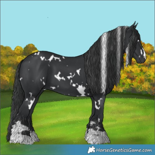 Horse Color:White Spotted Black