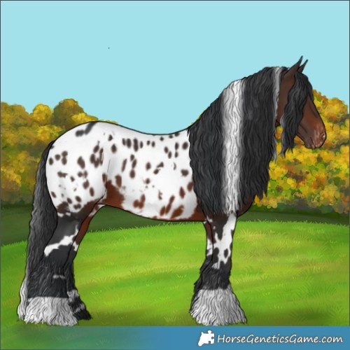 Horse Color:White Spotted Brown Near Leopard