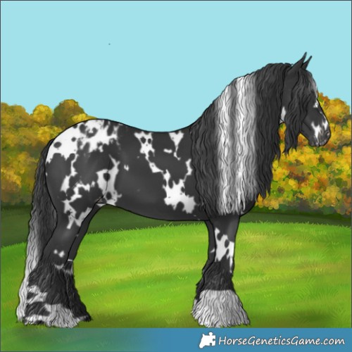 Horse Color:White Spotted Black Blanket 