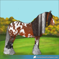 Horse Color:White Spotted Brown Appaloosa 