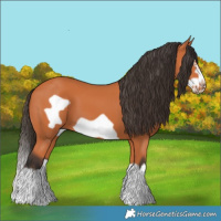 Horse Color:Bay Splash Frame 
