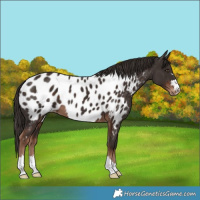 Horse Color:Liver Chestnut Near Leopard 