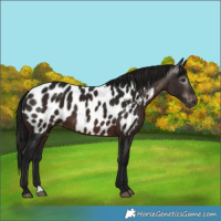 Horse Color:Gray Bay Near Leopard