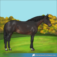 Horse Color:Brown 