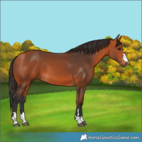 Horse Color:Bay 