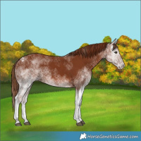 Horse Color:White Spotted Chestnut 