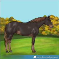 Horse Color:Liver Chestnut Rabicano 