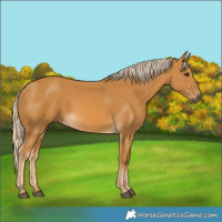 Horse Color:Palomino 