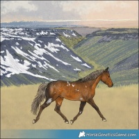 Horse Color:White Spotted Chocolate Palomino 