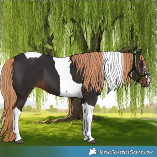 Horse Color:Liver Chestnut Tobiano