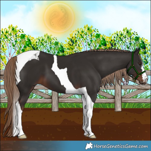 Horse Color:Liver Chestnut Tobiano 