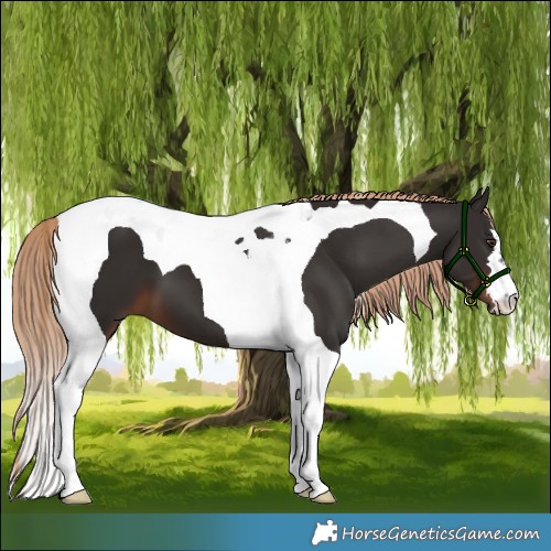 Horse Color:Liver Chestnut Tobiano