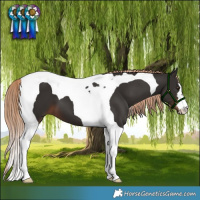 Horse Color:Liver Chestnut Tobiano 