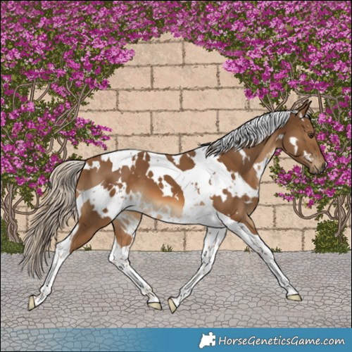 Horse Color:White Spotted Chocolate Palomino Tobiano 