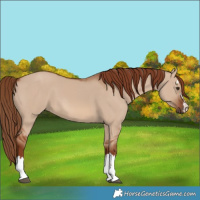 Horse Color:Red Dun 