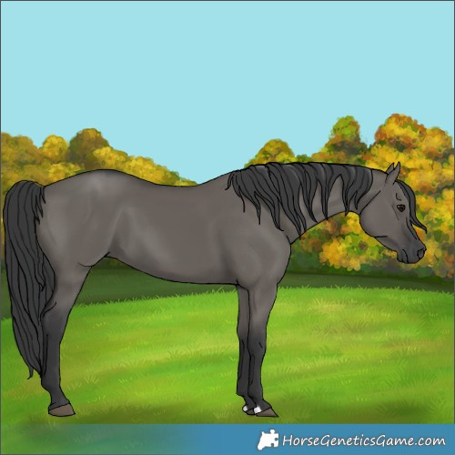 Horse Color:Grullo