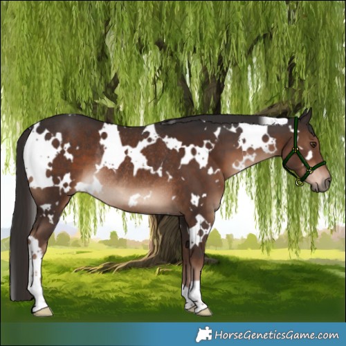 Horse Color:White Spotted Liver Chestnut Rabicano