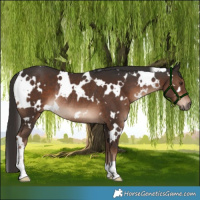 Horse Color:White Spotted Liver Chestnut Rabicano 