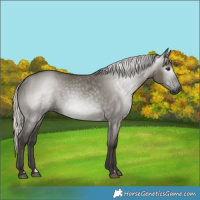 Horse Color:Unknown 