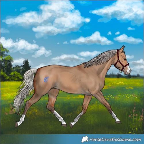 Horse Color:Silver Bay Dun 