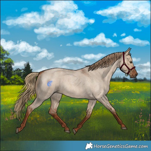 Horse Color:Red Dun Roan 