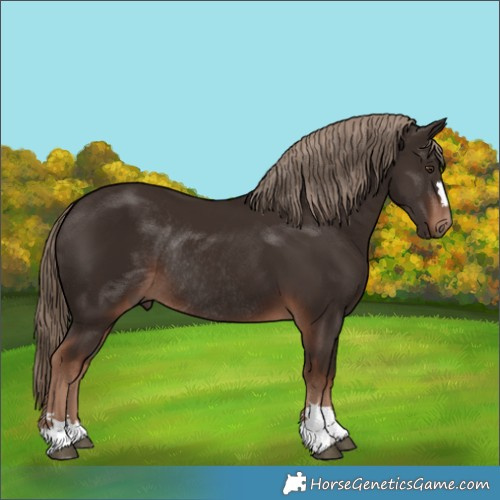 Horse Color:Liver Chestnut Rabicano 
