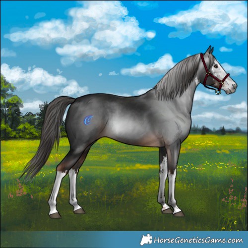 Horse Color:Gray White Spotted Liver Chestnut 