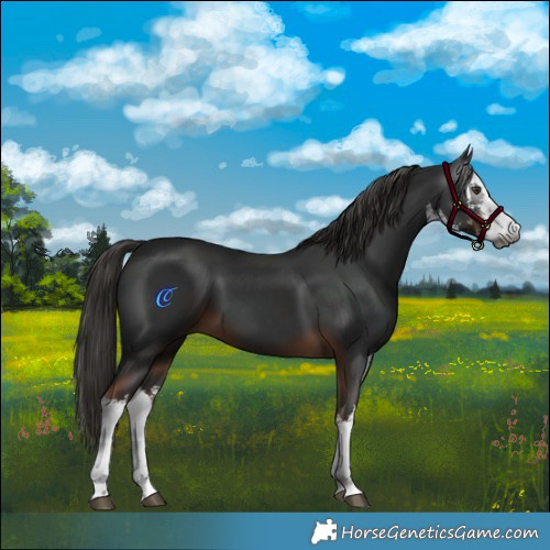 Horse Color:Gray White Spotted Liver Chestnut