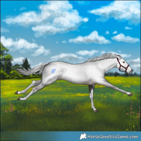 Horse Color:Gray White Spotted Liver Chestnut 