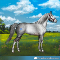 Horse Color:Gray White Spotted Liver Chestnut 