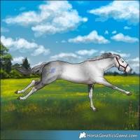 Horse Color:Gray White Spotted Liver Chestnut