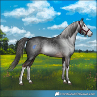 Horse Color:Gray White Spotted Liver Chestnut 