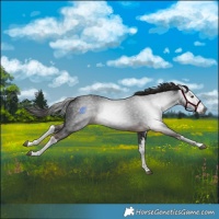 Horse Color:Gray White Spotted Liver Chestnut 