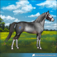 Horse Color:Gray White Spotted Liver Chestnut 