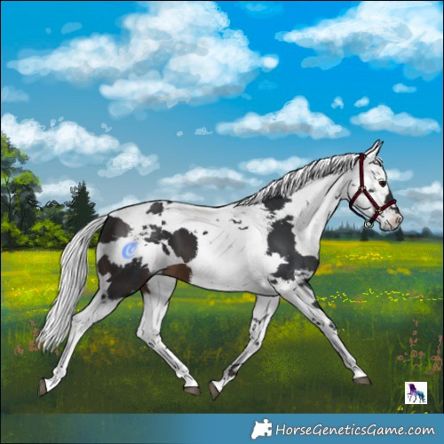 Horse Color:Brown Harlequin Merle Tobiano 