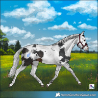 Horse Color:Brown Harlequin Merle Tobiano