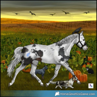 Horse Color:Brown Harlequin Merle Tobiano 