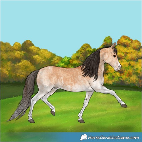 Horse Color:White Spotted Bay Dun Splash  and White Spotted Bay Dun Splash 