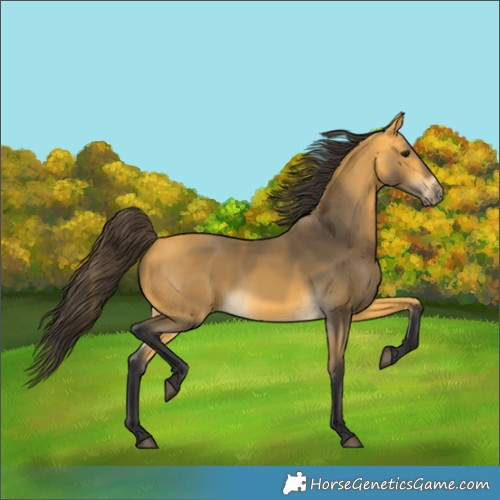 Horse Color:Buckskin