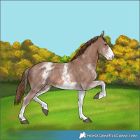 Horse Color:White Spotted Chestnut Sabino