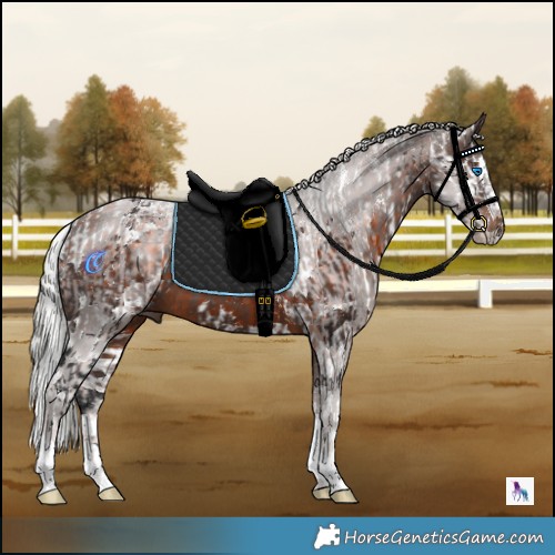 Horse Color:Powder White Brown Harlequin Merle Tobiano  and Powder White Silver Brown Splash 