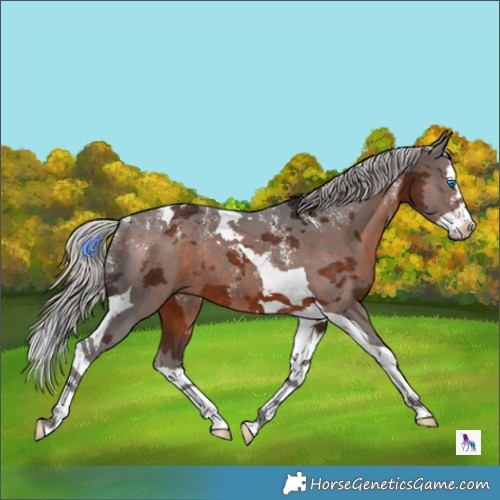 Horse Color:Powder White Silver Brown Merle Splash Tobiano Rabicano