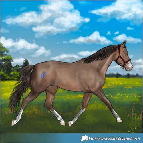 Horse Color:Sable Champagne