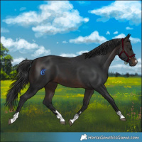 Horse Color:Brown 